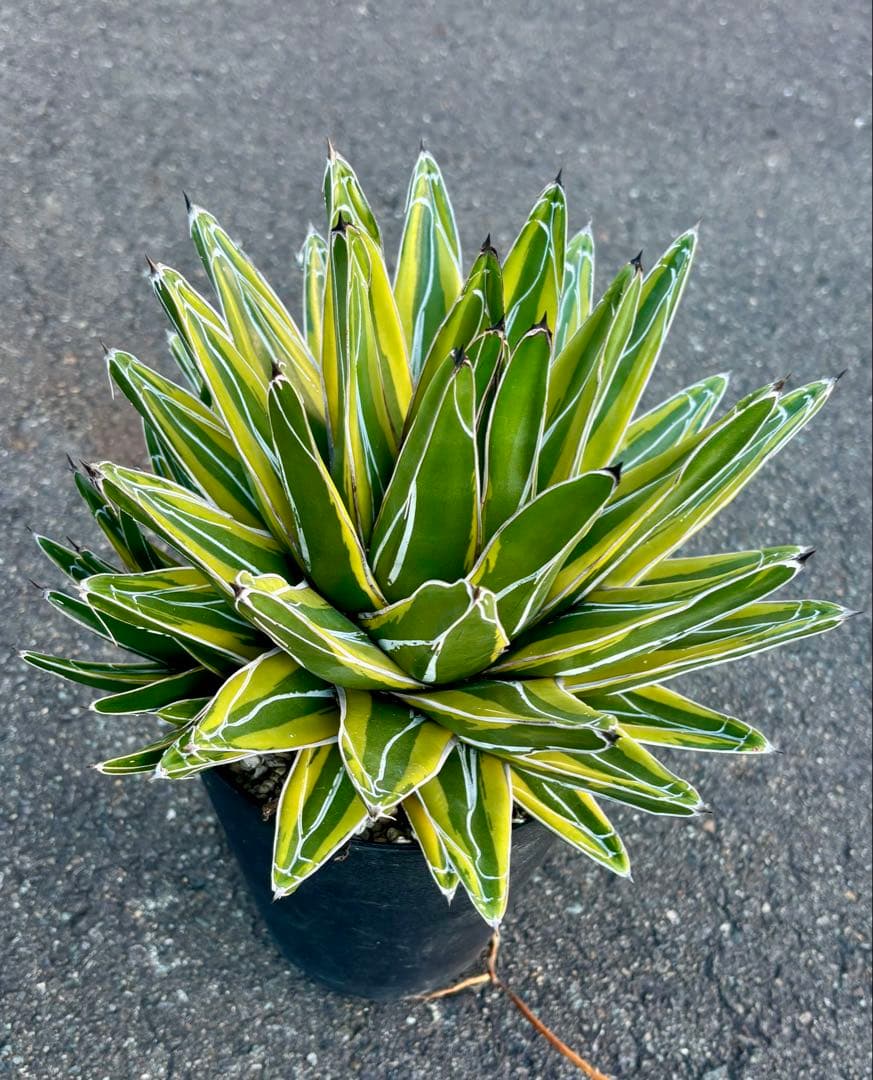 アガベ 笹の雪錦 「輝山」 大株｜美斑・多葉・完成株