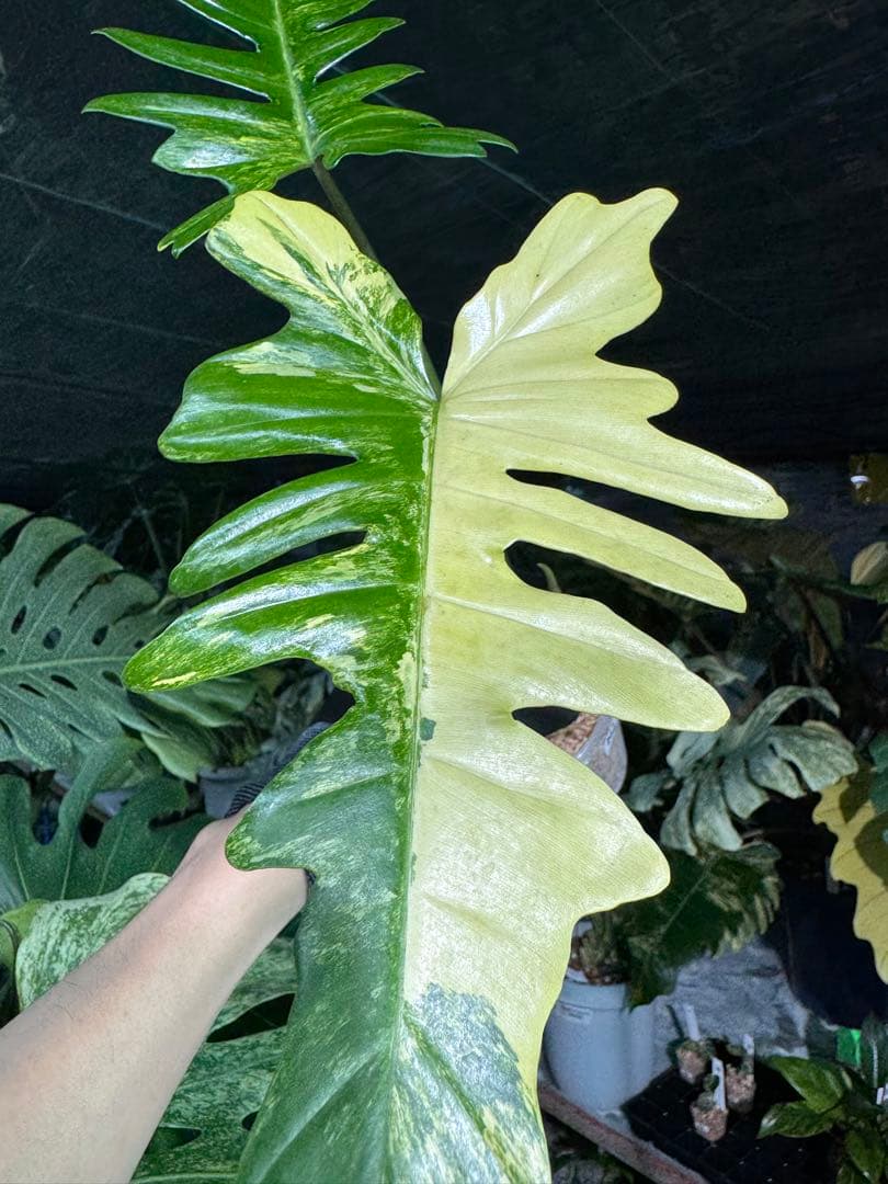 N2 フィロデンドロン　キティナ　健康カット苗