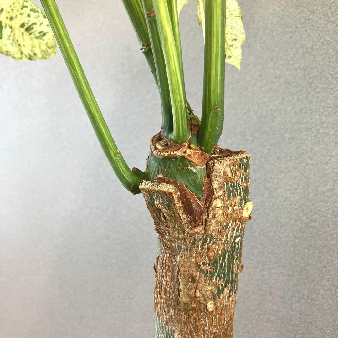 超絶希少❗️特大❗️幹太曲がり❗️白勝❗️パキラ　ミルキーウェイ　接木✨