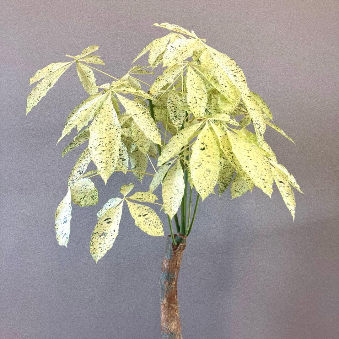 超絶希少❗️特大❗️幹太曲がり❗️白勝❗️パキラ　ミルキーウェイ　接木✨