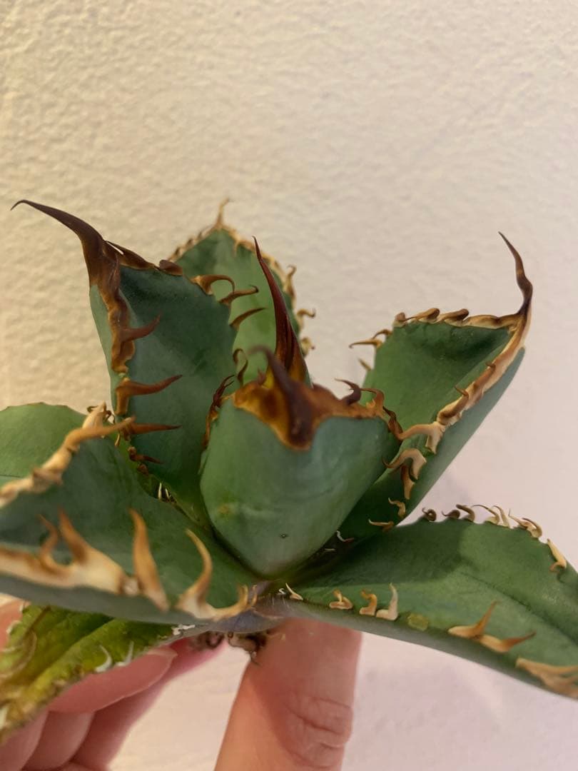 【goodtaniku】GT オアハカ実生