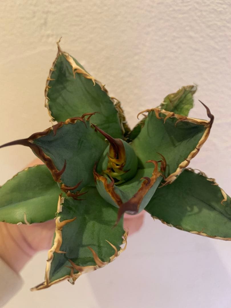 【goodtaniku】GT オアハカ実生