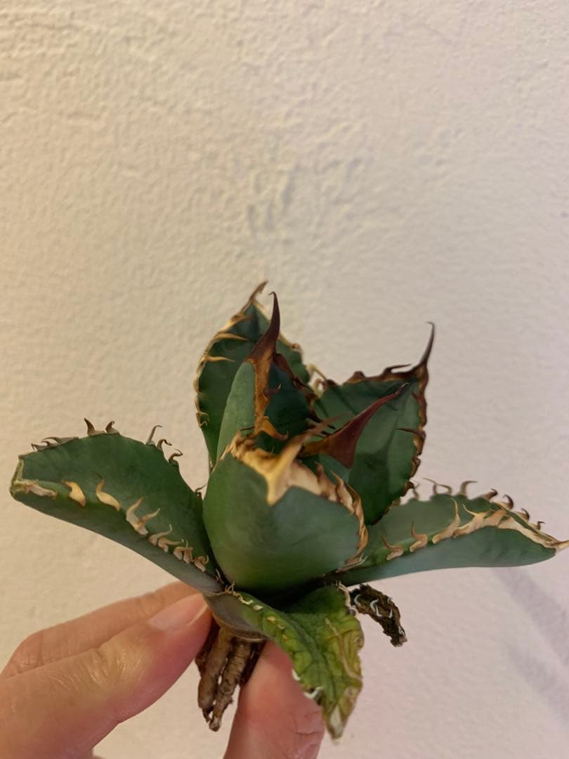 【goodtaniku】GT オアハカ実生