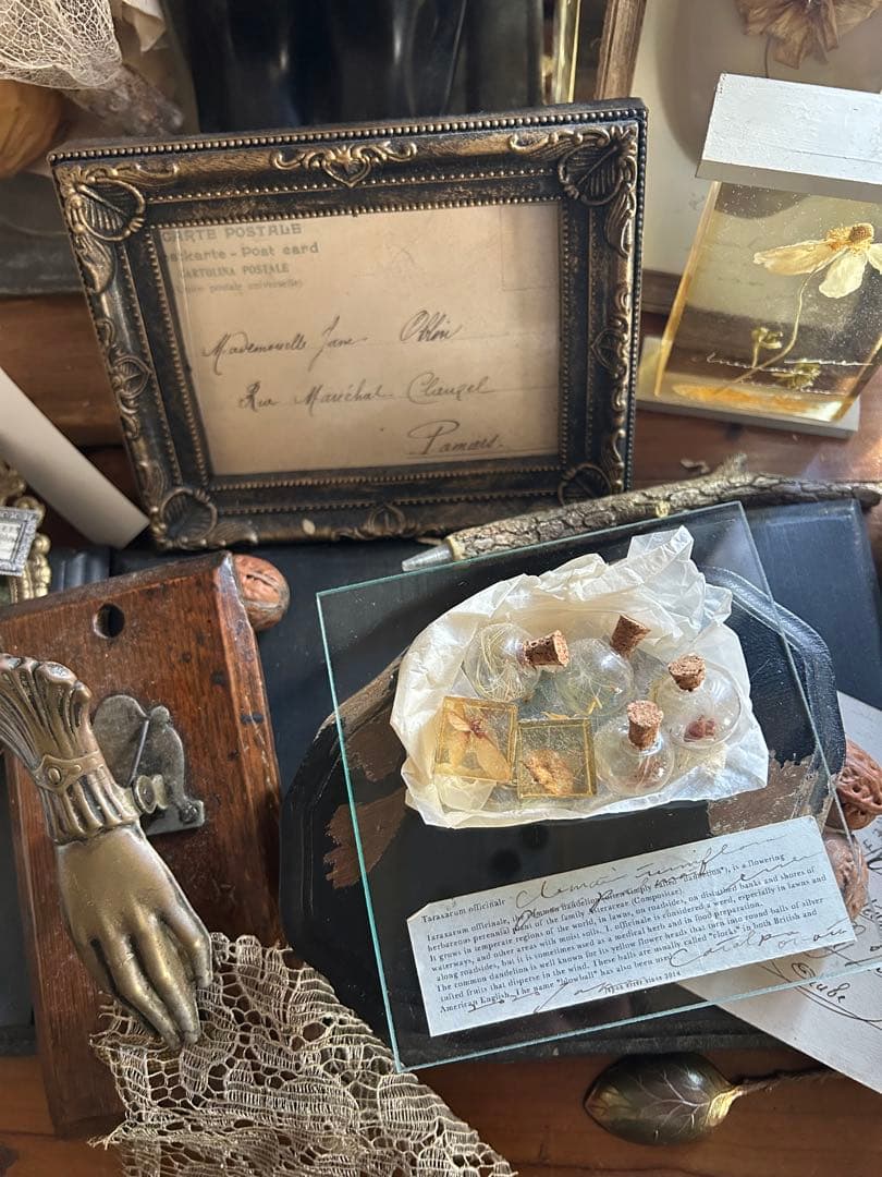 errer ガラスプレート 植物標本 筆記体 アンティーク 樹脂標本