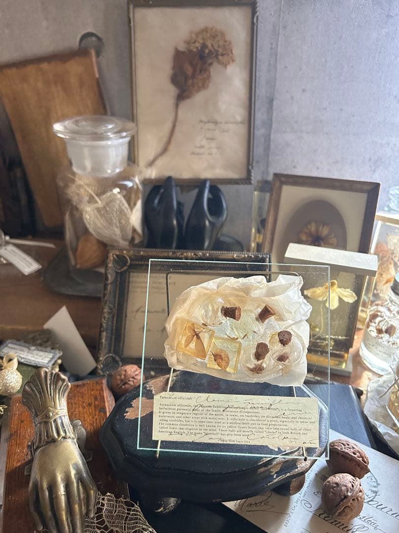 errer ガラスプレート 植物標本 筆記体 アンティーク 樹脂標本