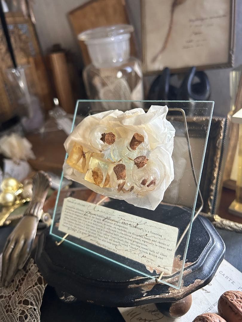 errer ガラスプレート 植物標本 筆記体 アンティーク 樹脂標本