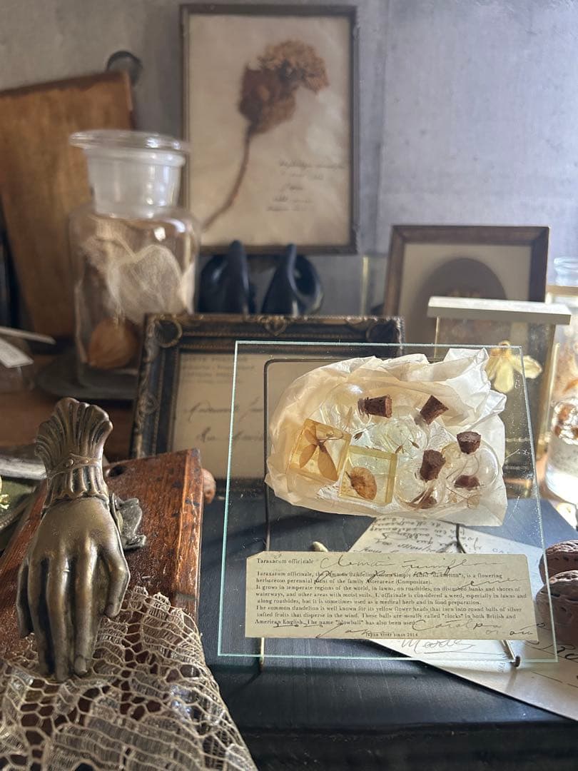 errer ガラスプレート 植物標本 筆記体 アンティーク 樹脂標本