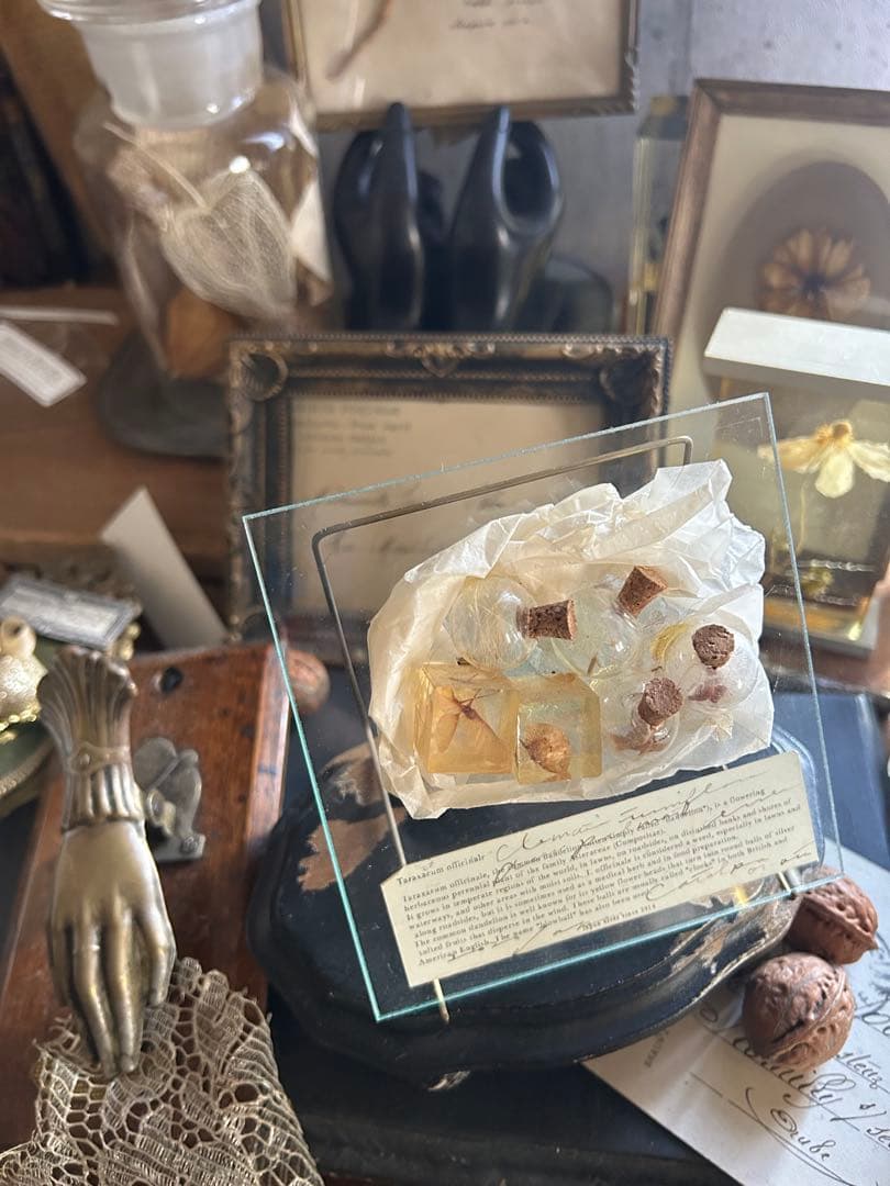 errer ガラスプレート 植物標本 筆記体 アンティーク 樹脂標本