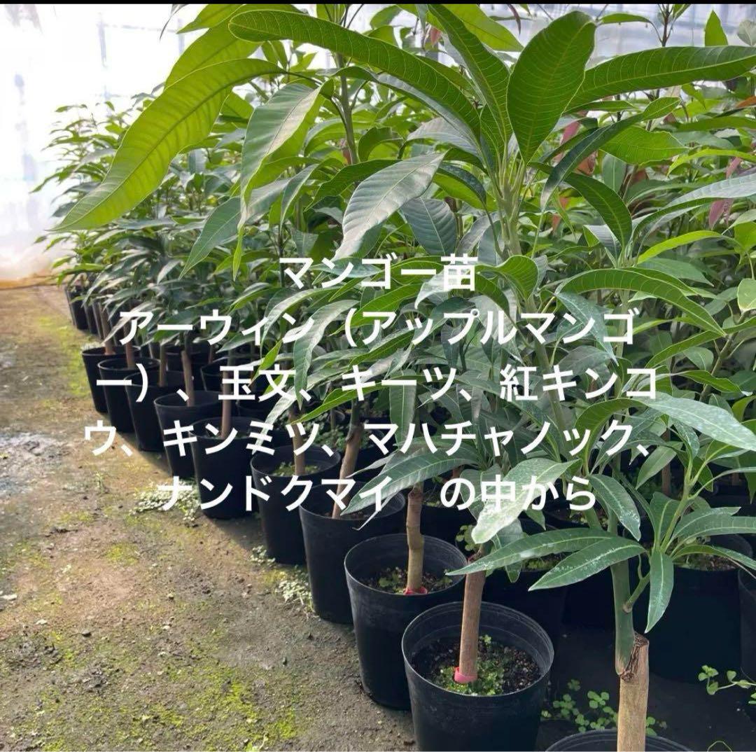 マンゴー苗　6号サイズ　接木苗　品種の中からお選び下さい