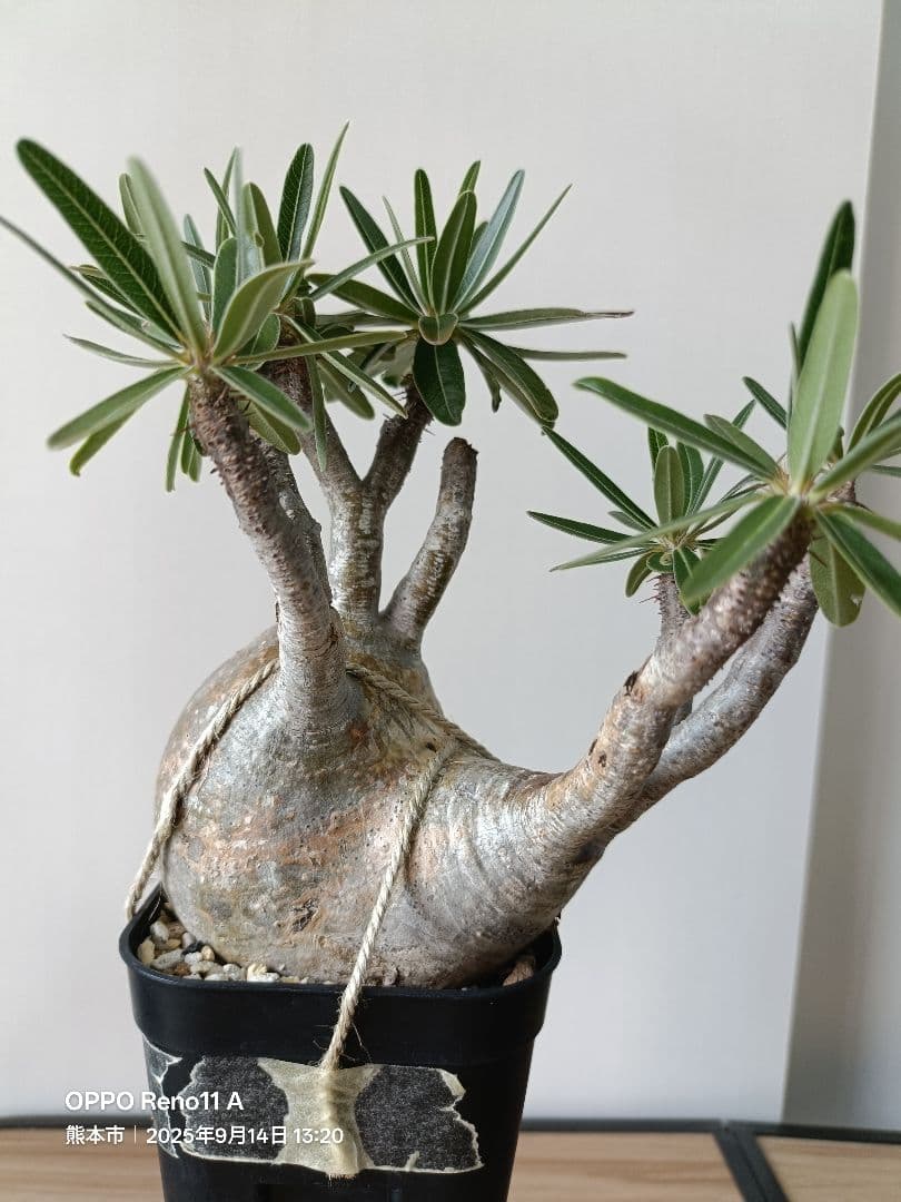 【期間限定販売】パキポディウム　グラキリス　現地球　良型　トナカイ型