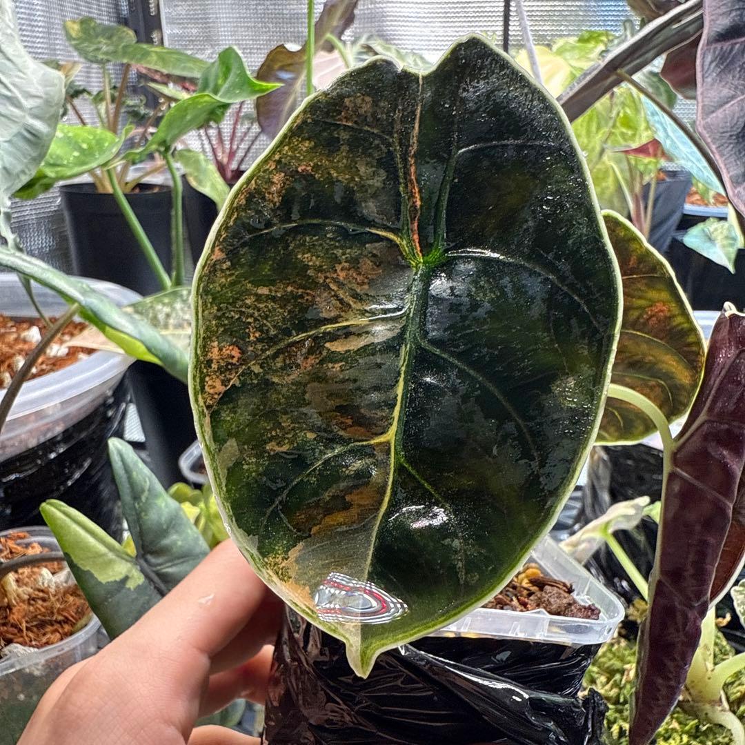 アロカシア アズラニー イエロー