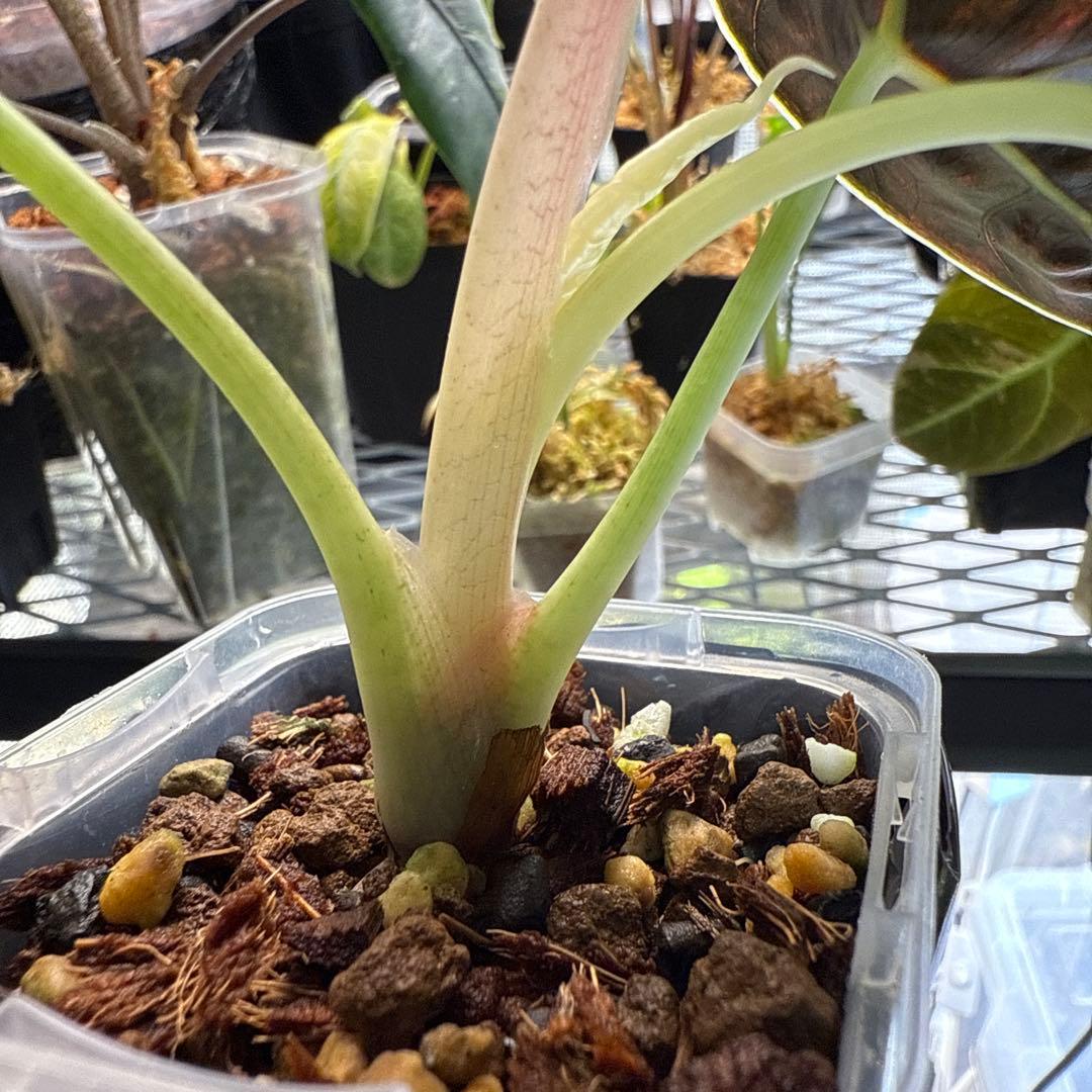 アロカシア アズラニー イエロー