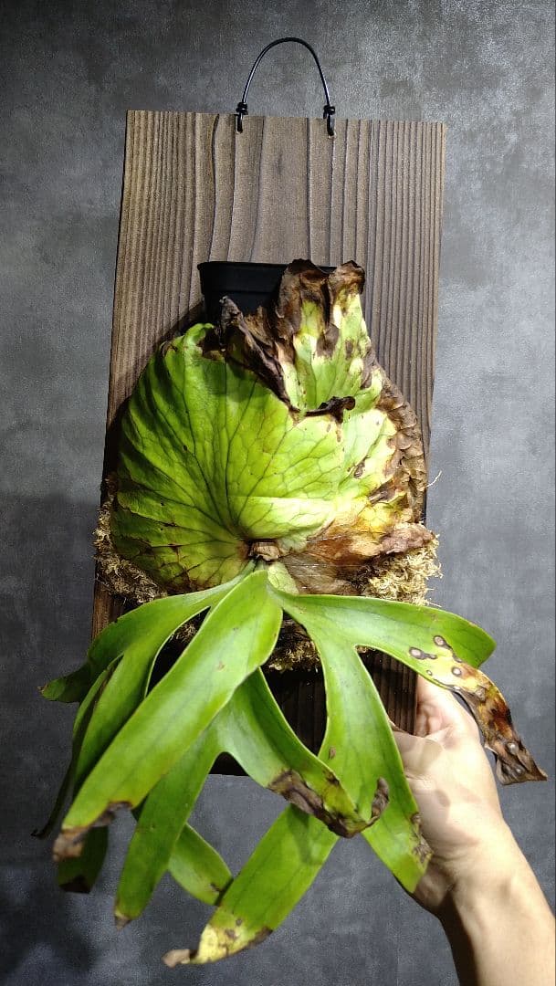 P.coronarium WILD from Hat Yai コロナリウム