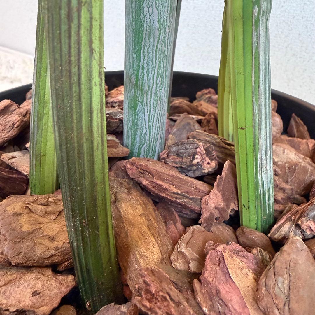 送料無料 フェイクグリーン 人工観葉植物 光触媒 150cm ポトス