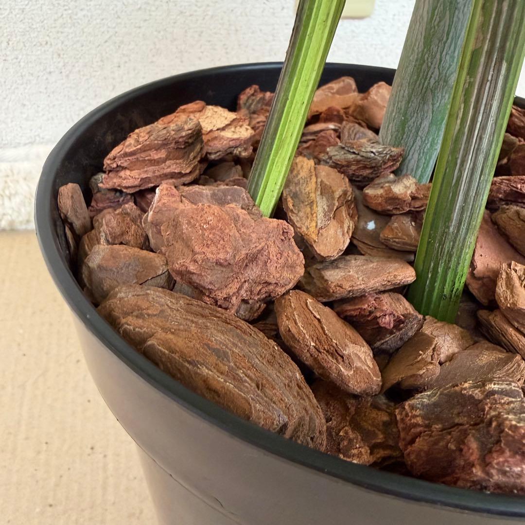 送料無料 フェイクグリーン 人工観葉植物 光触媒 150cm ポトス