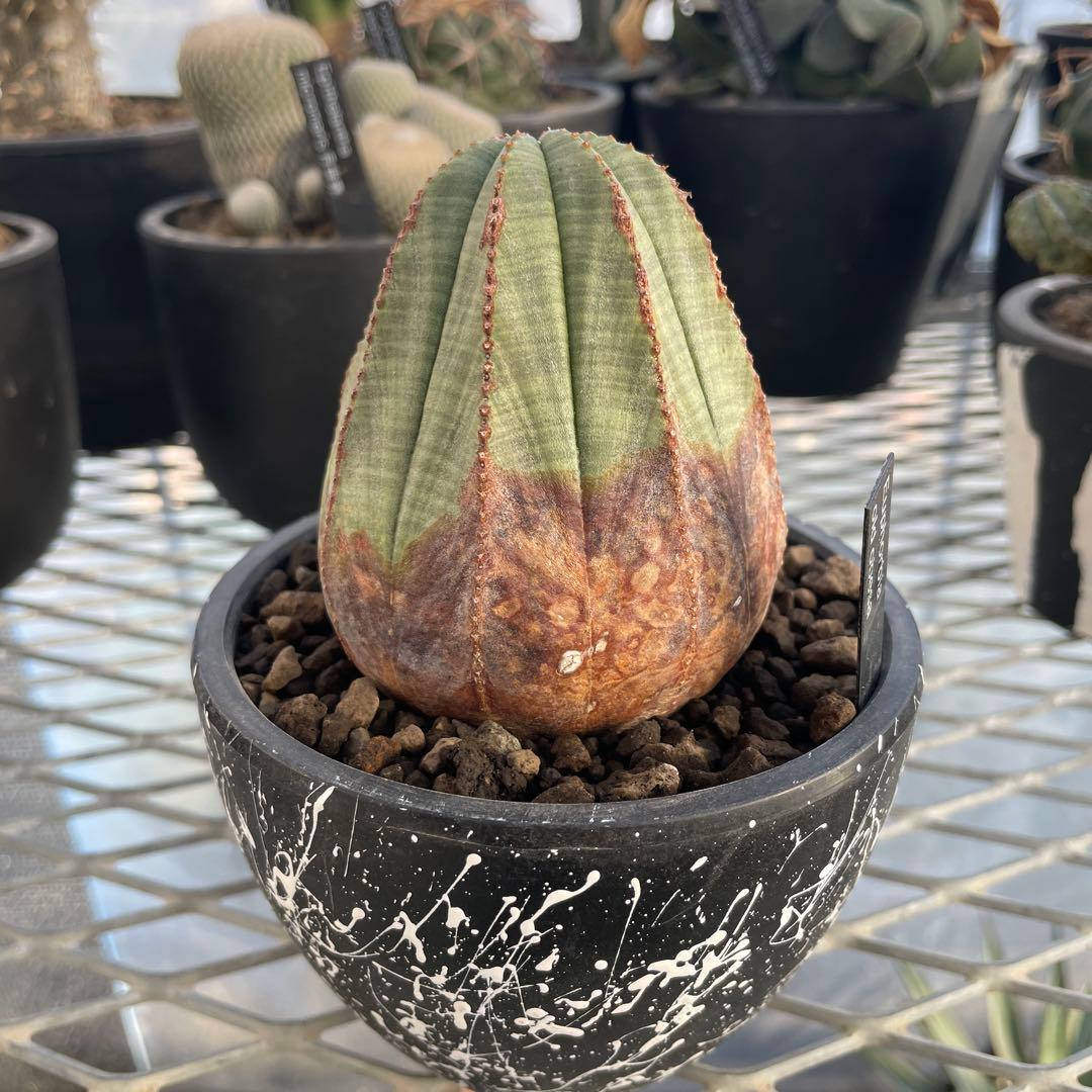 ユーフォルビア オベサ オールド 7.3cm木質化 3号プラ鉢 ペイントカスタム