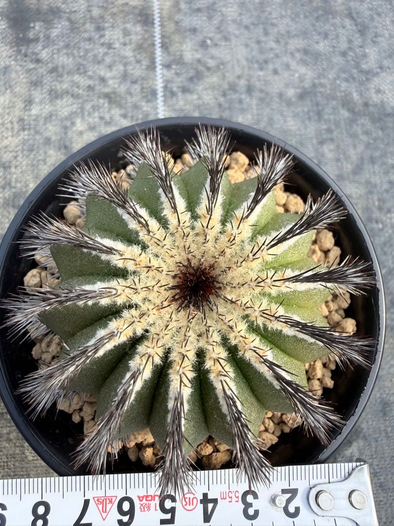 ユーベルマニア　ペクチニフェラ　国内実生　サボテン