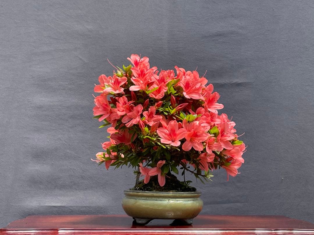 三河盆栽　皐月　盆栽