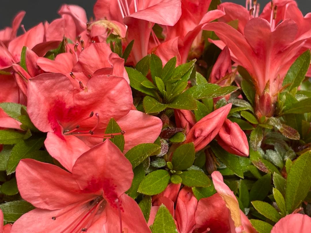 三河盆栽　皐月　盆栽