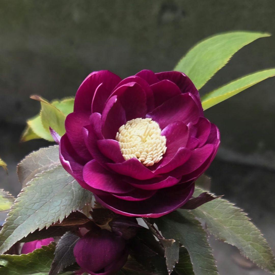 クリスマスローズ 広瀬園芸 オーレア レッド ダブル 開花株