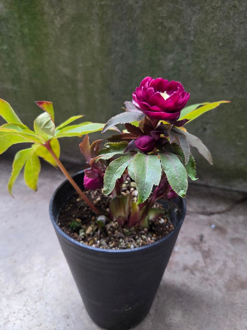 クリスマスローズ 広瀬園芸 オーレア レッド ダブル 開花株