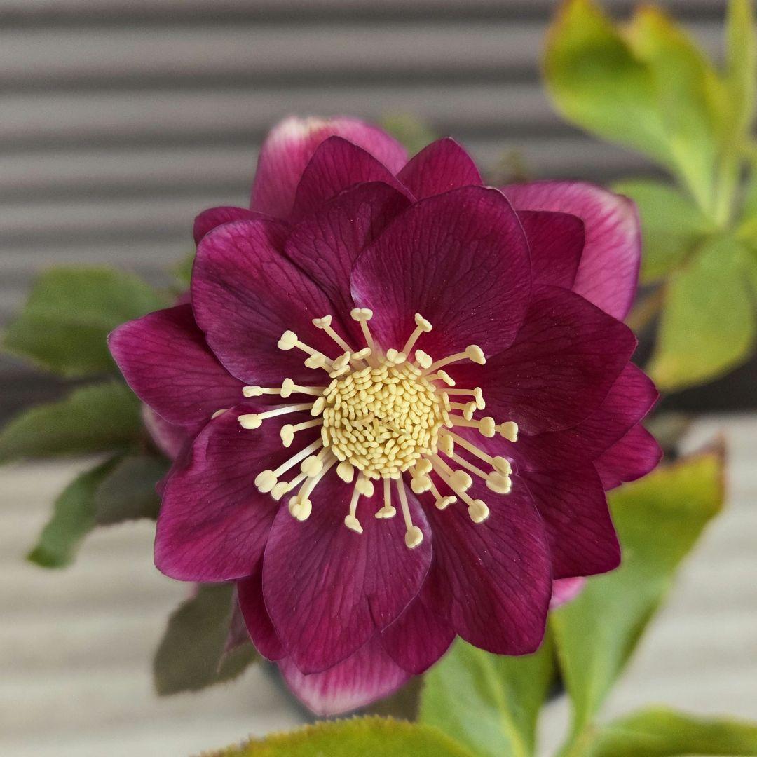 クリスマスローズ 広瀬園芸 オーレア レッド ダブル 開花株