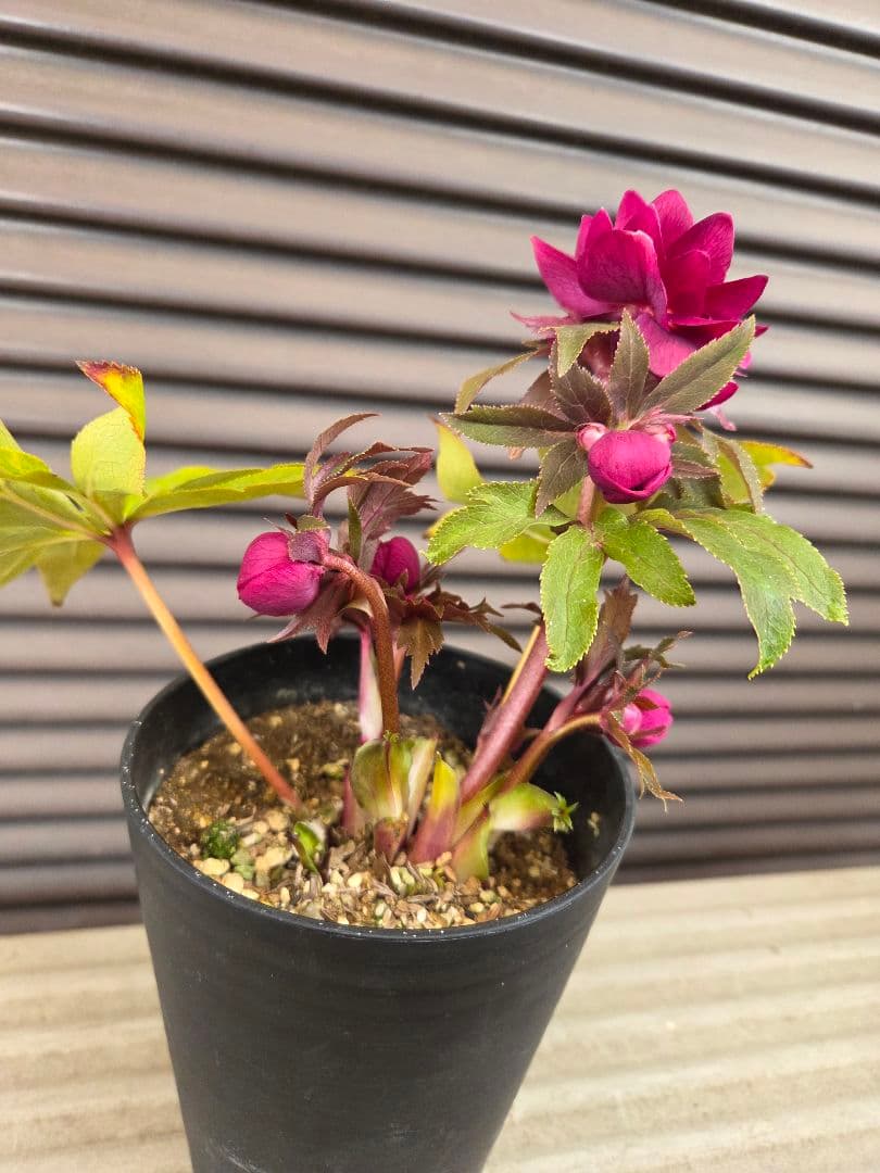 クリスマスローズ 広瀬園芸 オーレア レッド ダブル 開花株