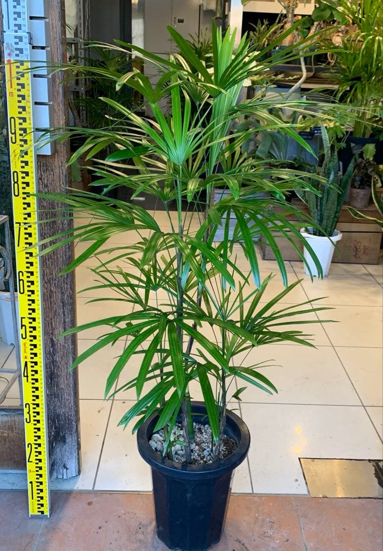 シュロチク 棕櫚竹 8号 2