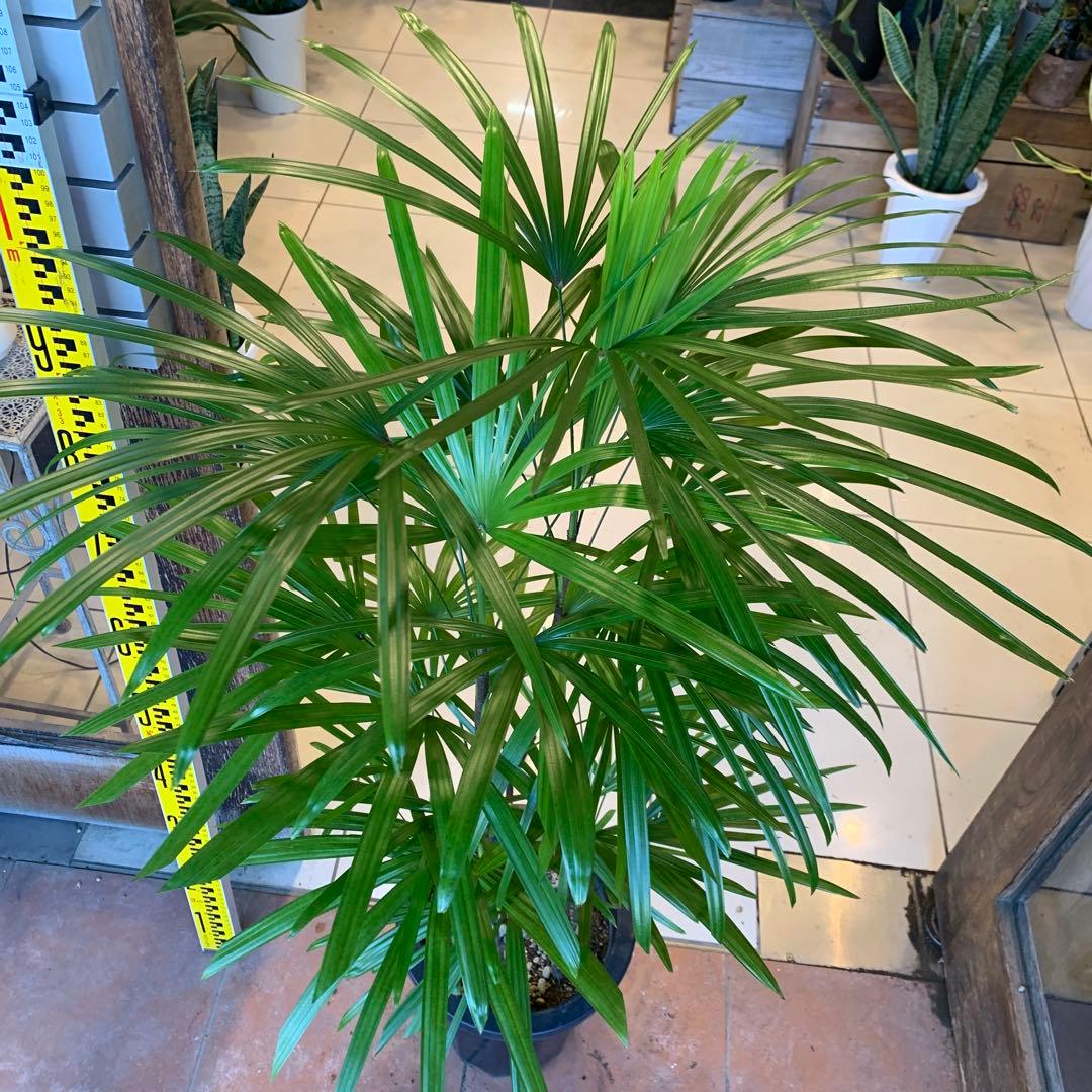 シュロチク 棕櫚竹 8号 2