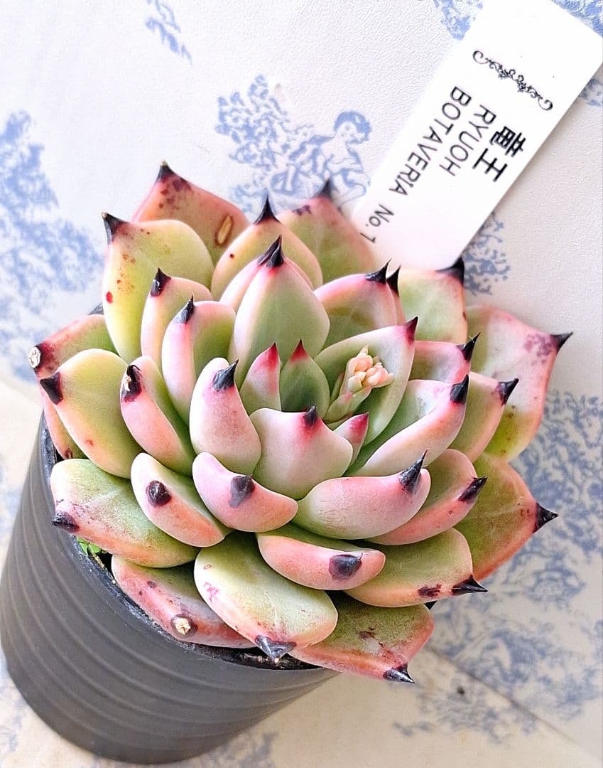 竜王　札付きポットごとメルカリ便見元園芸さん苗ボタベリア