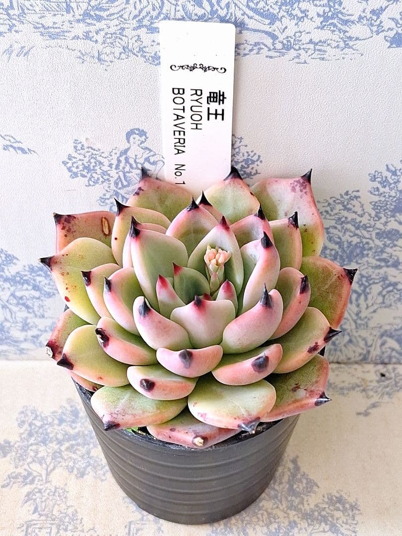 竜王　札付きポットごとメルカリ便見元園芸さん苗ボタベリア