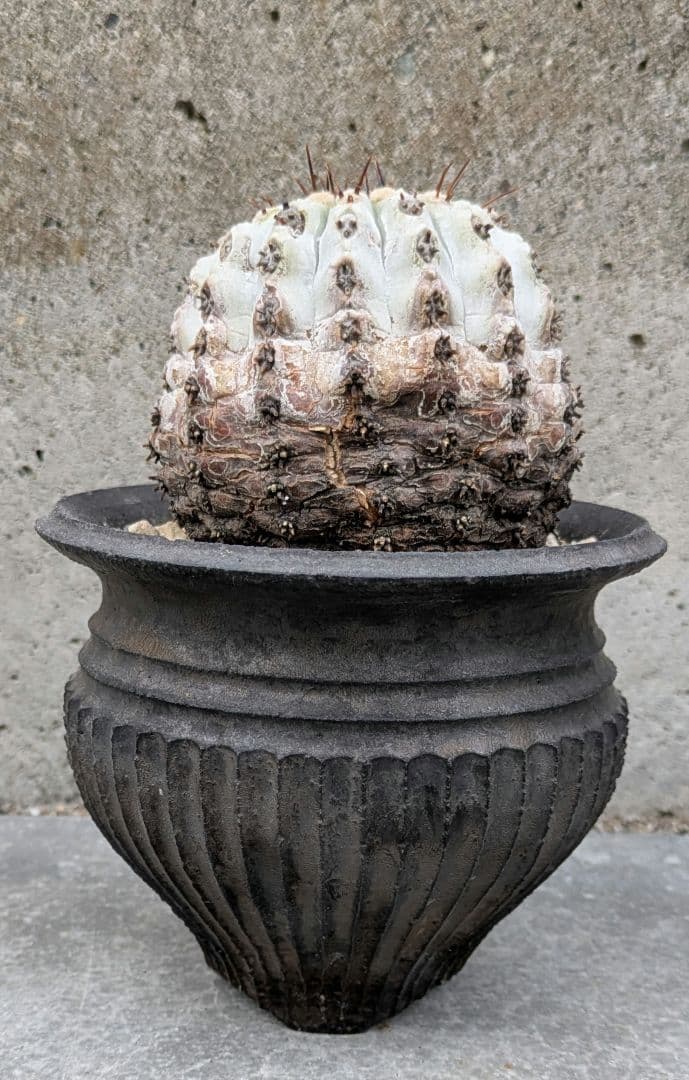 専用！ひまいつ様