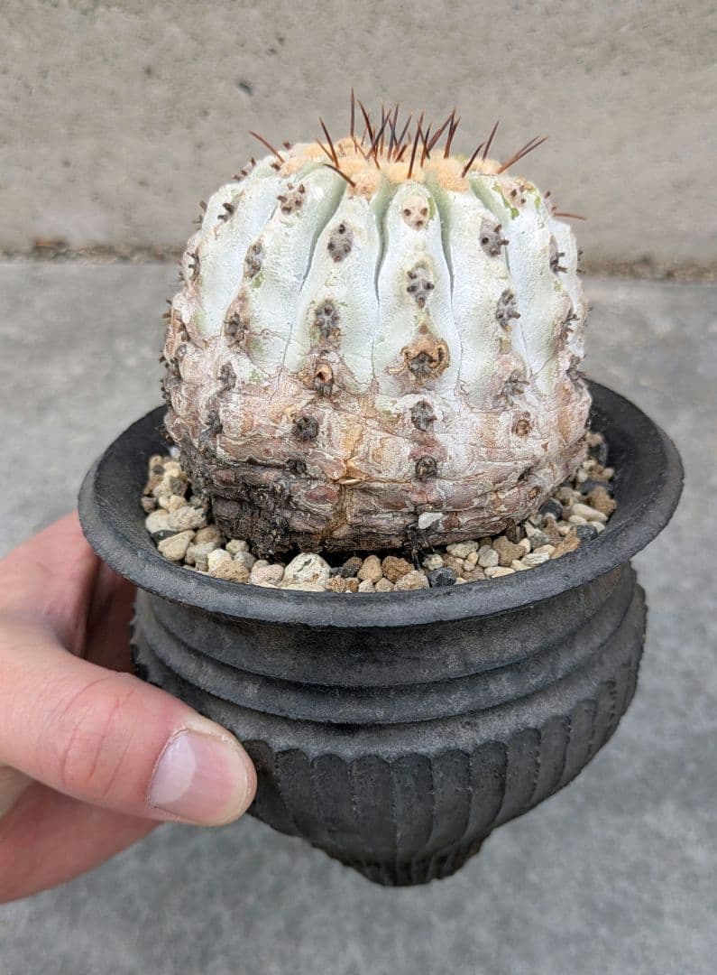 専用！ひまいつ様