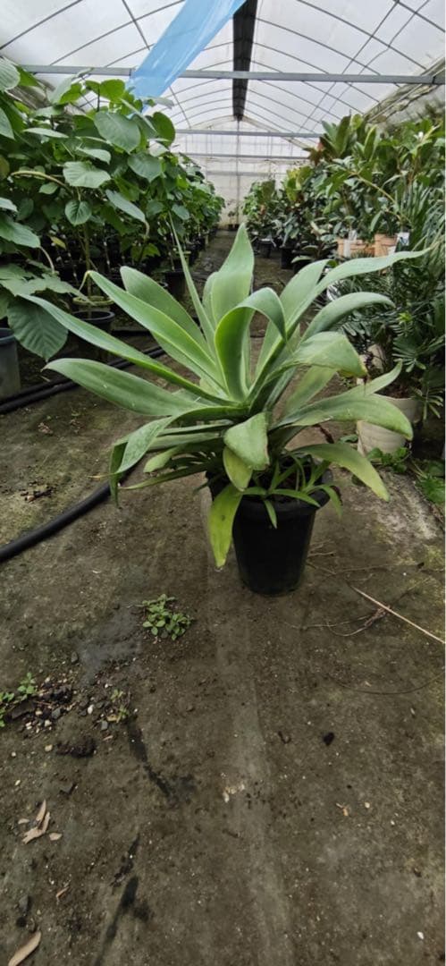 アガベ 約90cm 大型観葉植物