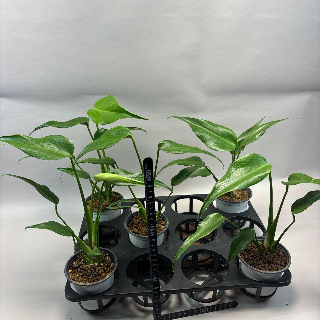 ア*ド様 モンステラ バールマルクスフレーム lsw528