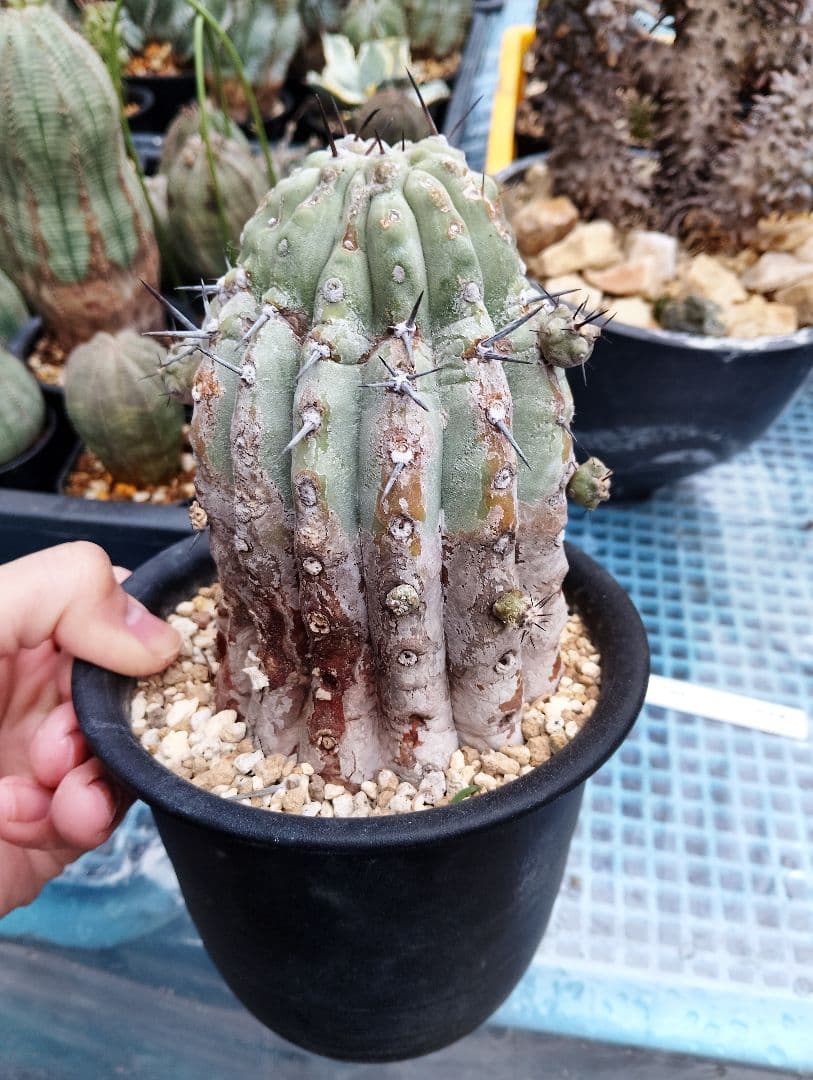 現地株 超古株 コピアポア 黒王丸