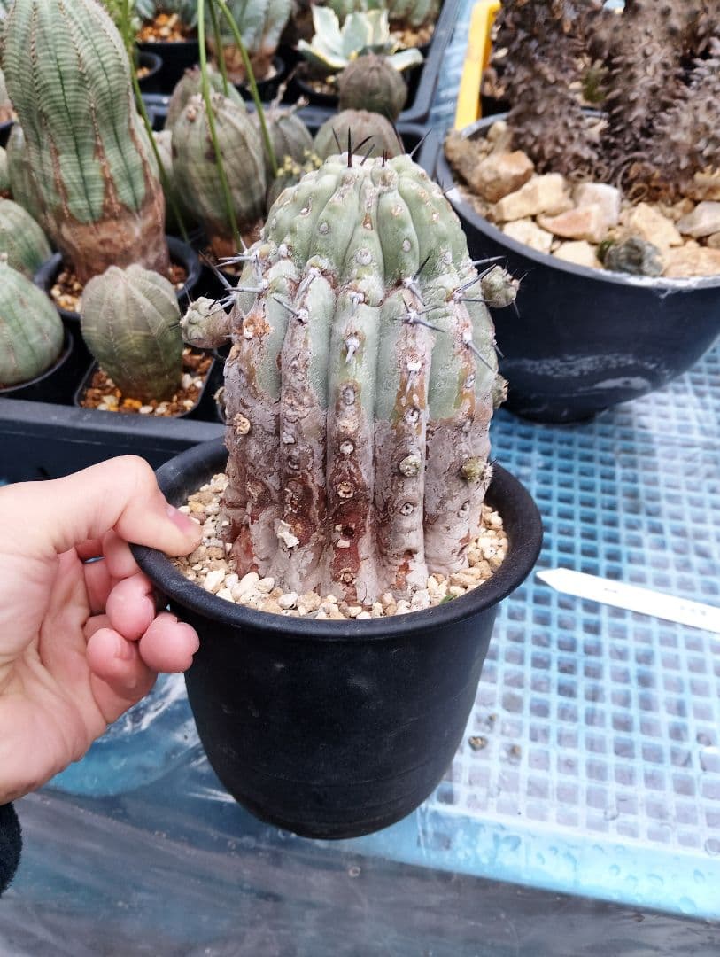 現地株 超古株 コピアポア 黒王丸