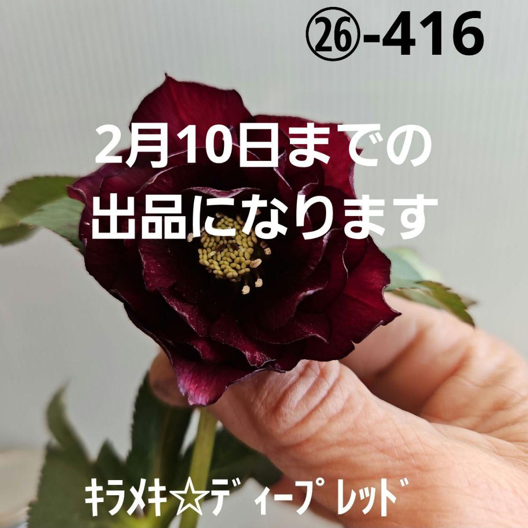 ㉖-416クリスマスローズ