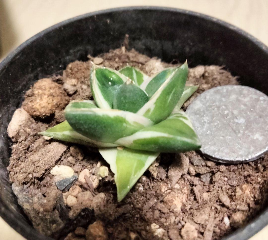 王妃笹の雪 A型 ピンキー 白覆輪斑 発根済 鉢ごと発送 美白覆輪 アガベ