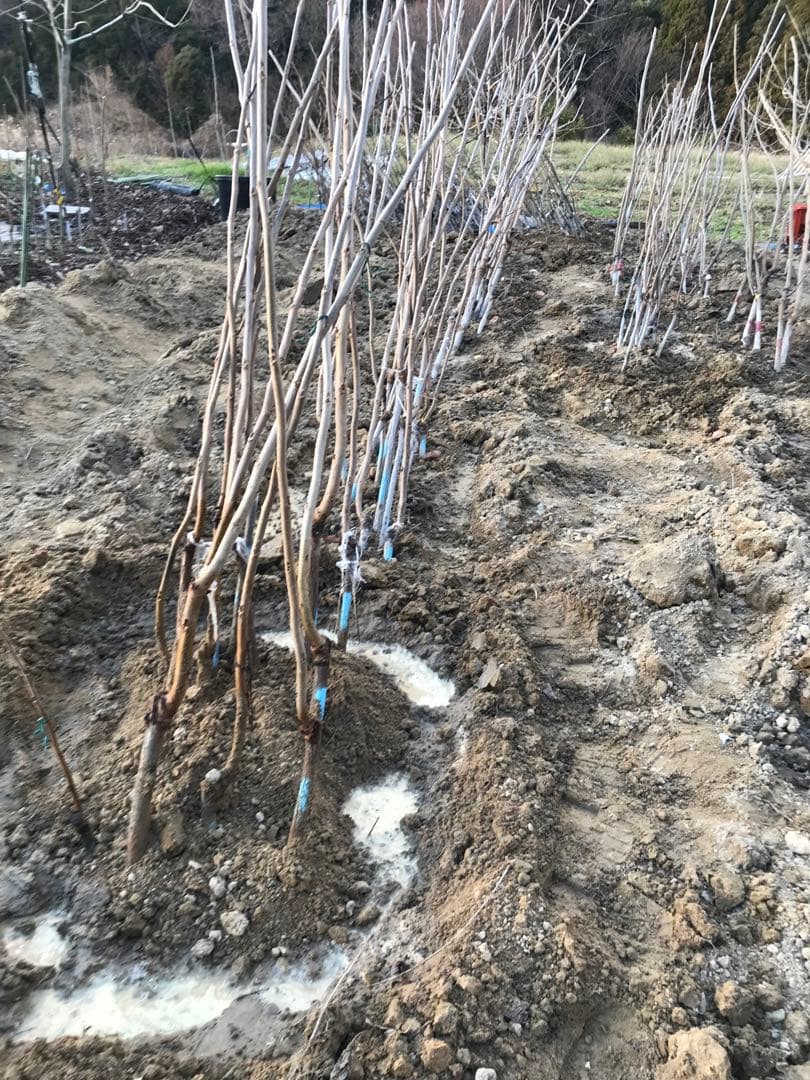 ピーカンナッツ　接木地堀苗　ポーニー