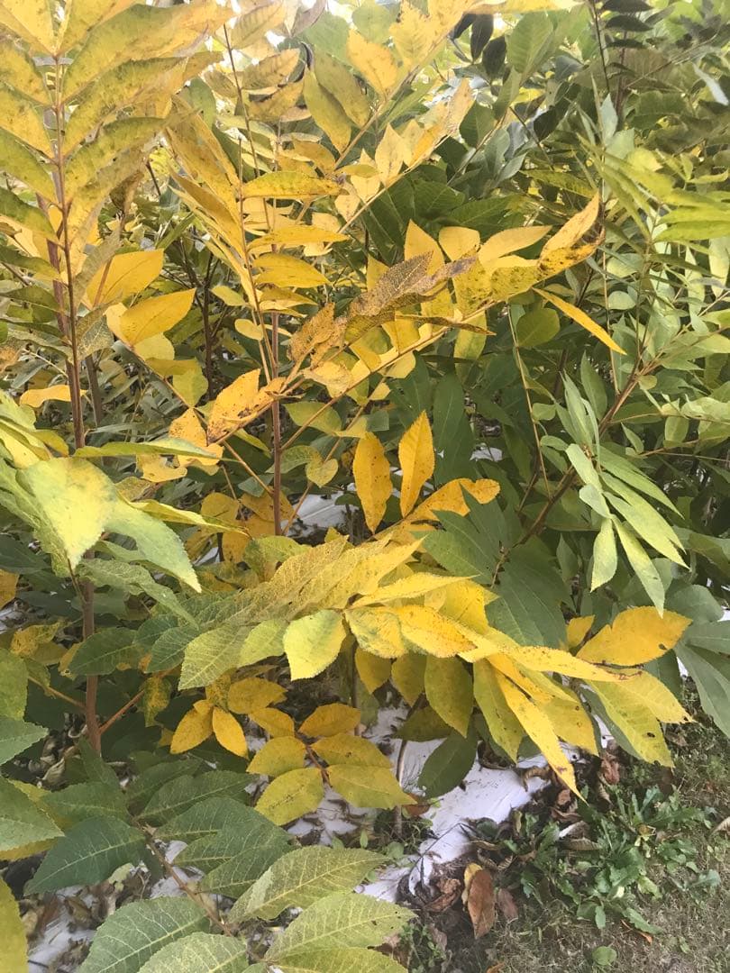 ピーカンナッツ　接木地堀苗　ポーニー