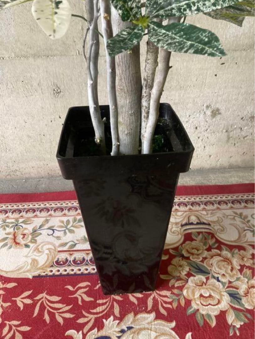 光触媒　人工観葉植物　ウォールグリーン　フェイクグリーン　斑入りパキラ175