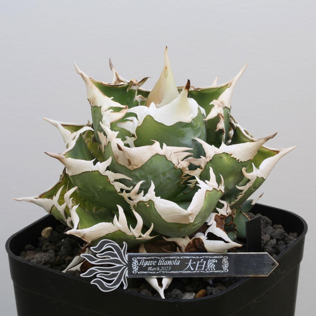 Agave titanota 大白鯊（ホホジロザメ）子株 親株写真あり 発根済み