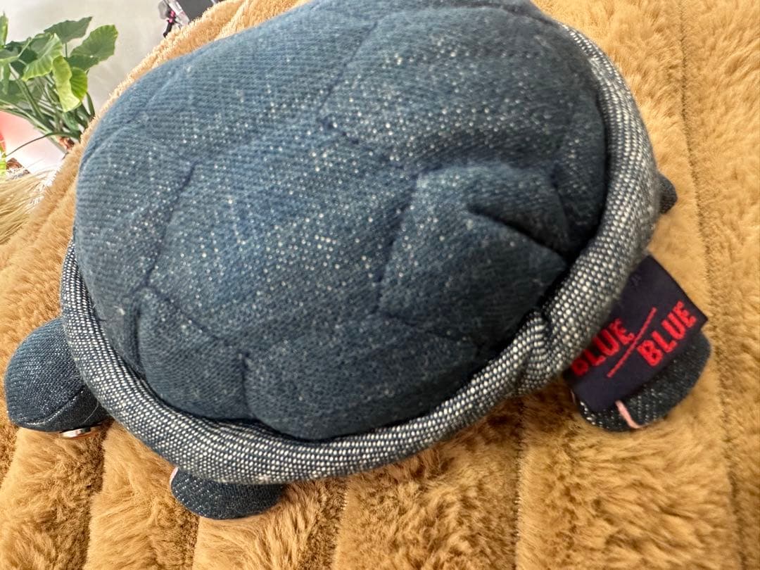 ハリウッドランチマーケット　カメ