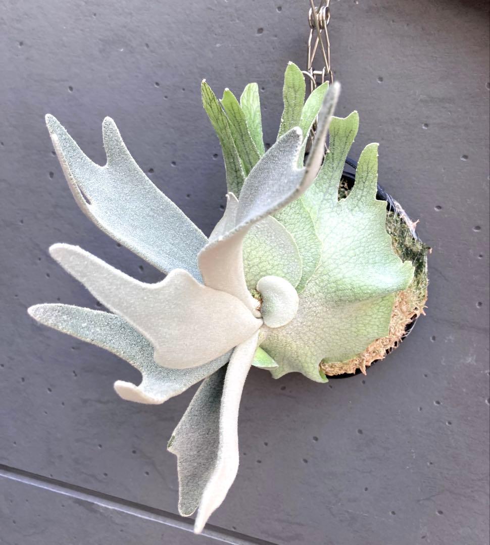 ︎︎︎︎☑︎ P.veitchii wild sp ♯3ビカクシダ 子株 限定1つ