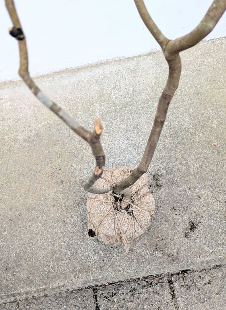 特上暖色。山採りヤマコウバシ。