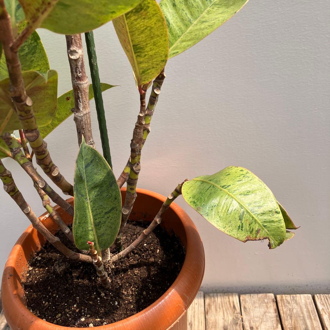 フィカス　ジン　斑入り　鉢皿付き