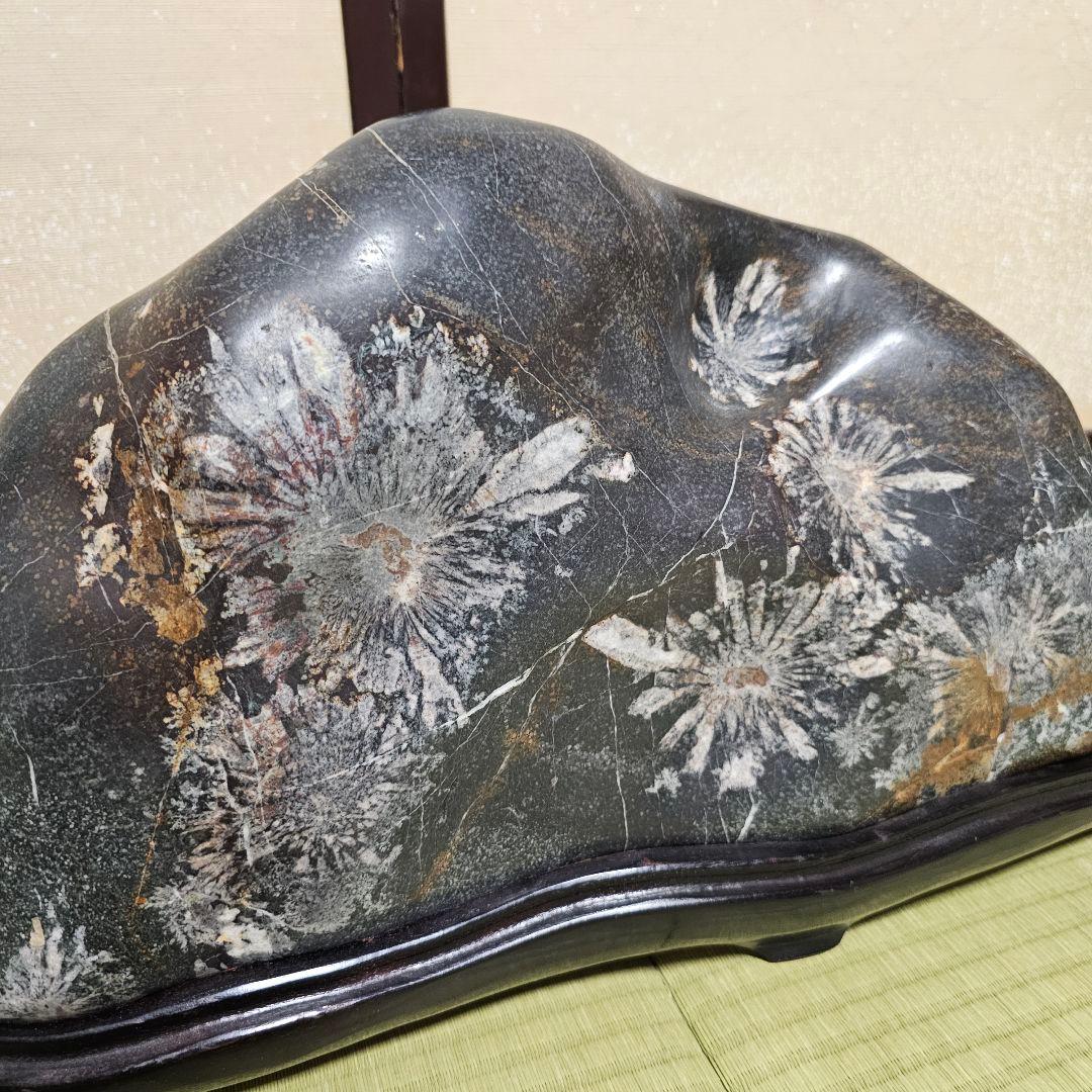 根尾菊花石18kg 台座付き　岐阜県根尾谷産　銘石水石鑑賞石