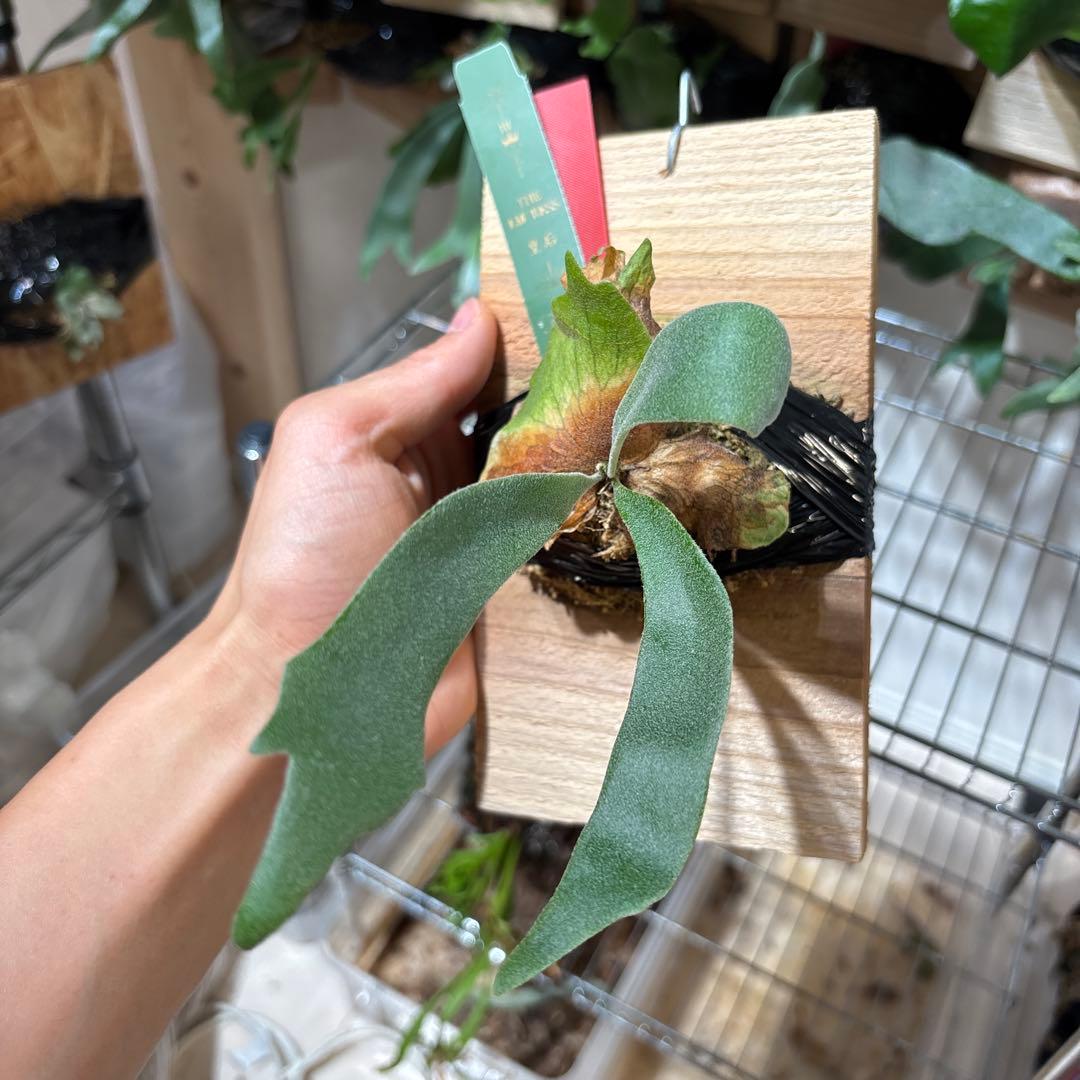 皇后　hervest moon × blueQueen mix spore