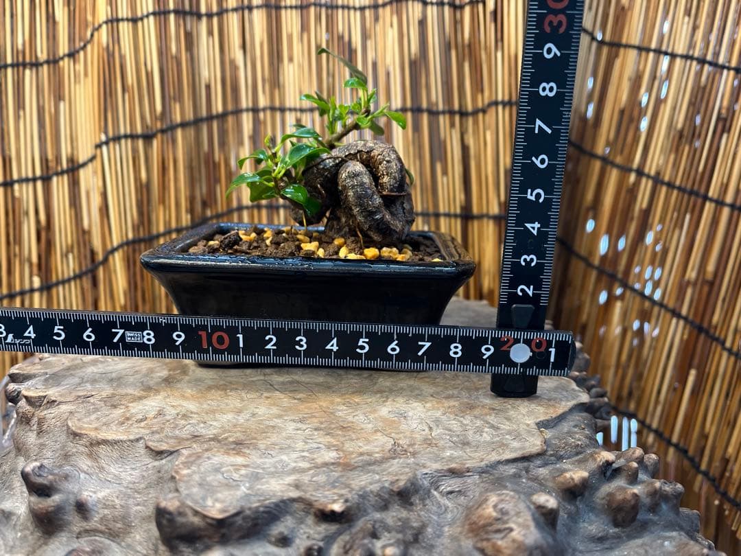 ✨✨✨superガジュマル【ジブリの世界】検/宮古ガジュマル♪セール♪